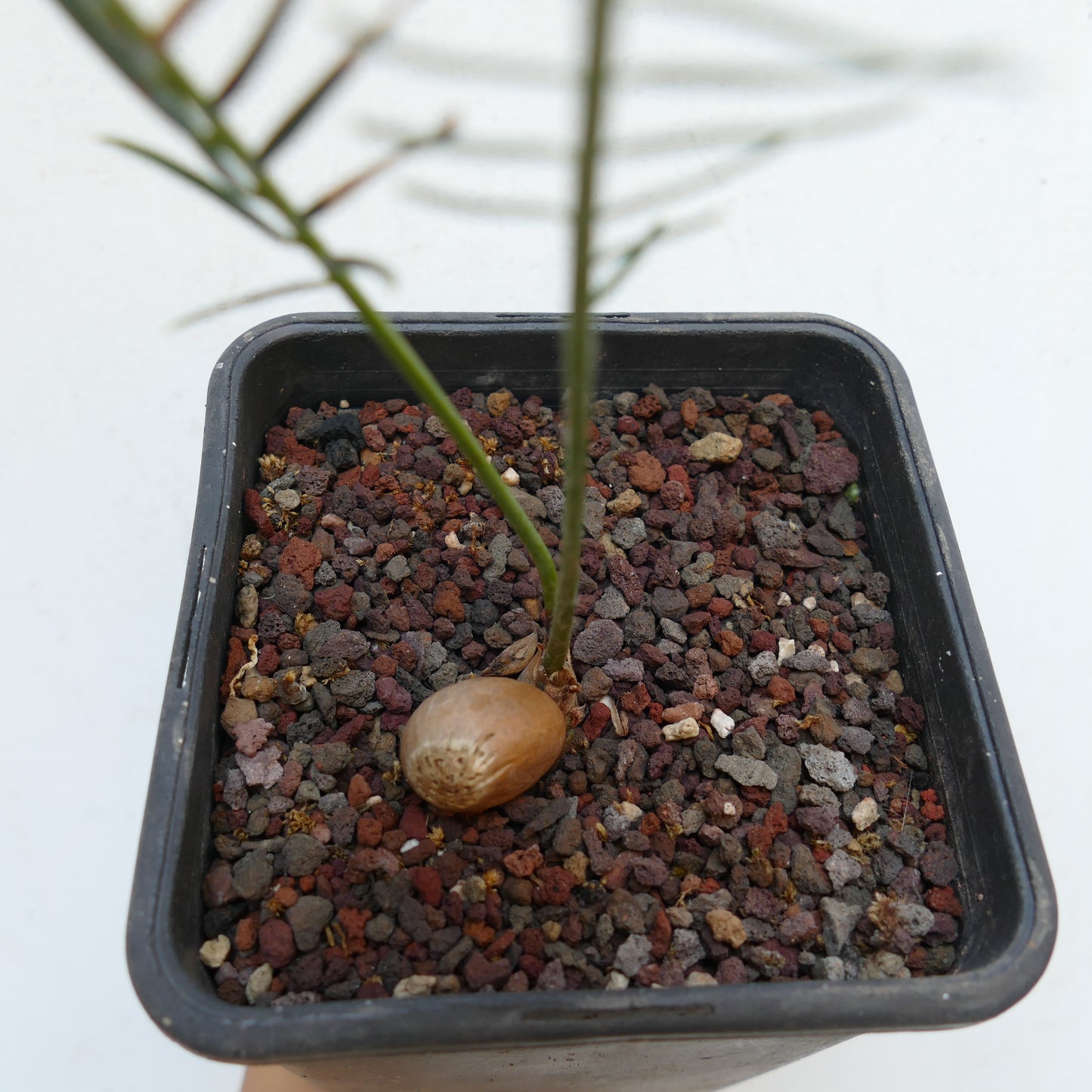 Encephalartos ghellinckii young cycad seedling with slender green leaves in pot