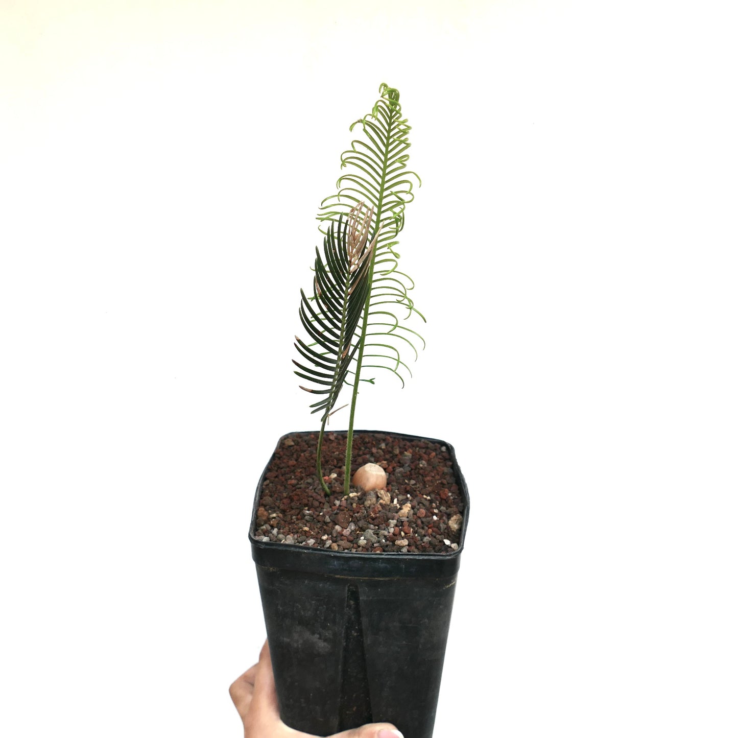 Encephalartos ghellinckii young cycad with delicate green and brown pinnate leaves in black pot