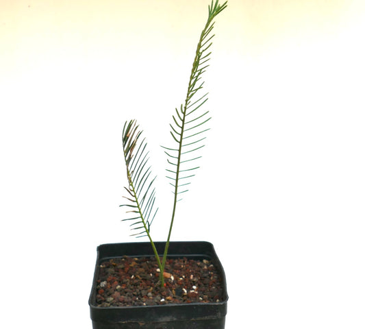 Encephalartos ghellinckii young cycad with slender green leaflets in small black pot