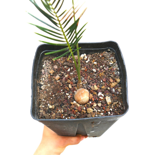 Encephalartos ghellinckii young cycad with thick caudex and slender green leaves in pot