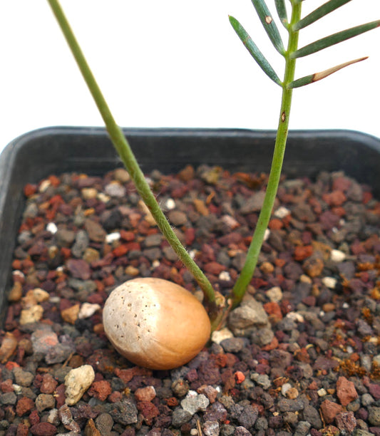 Encephalartos ghellinckii young cycad seedling with smooth brown seed and slender green stems in rocky soil