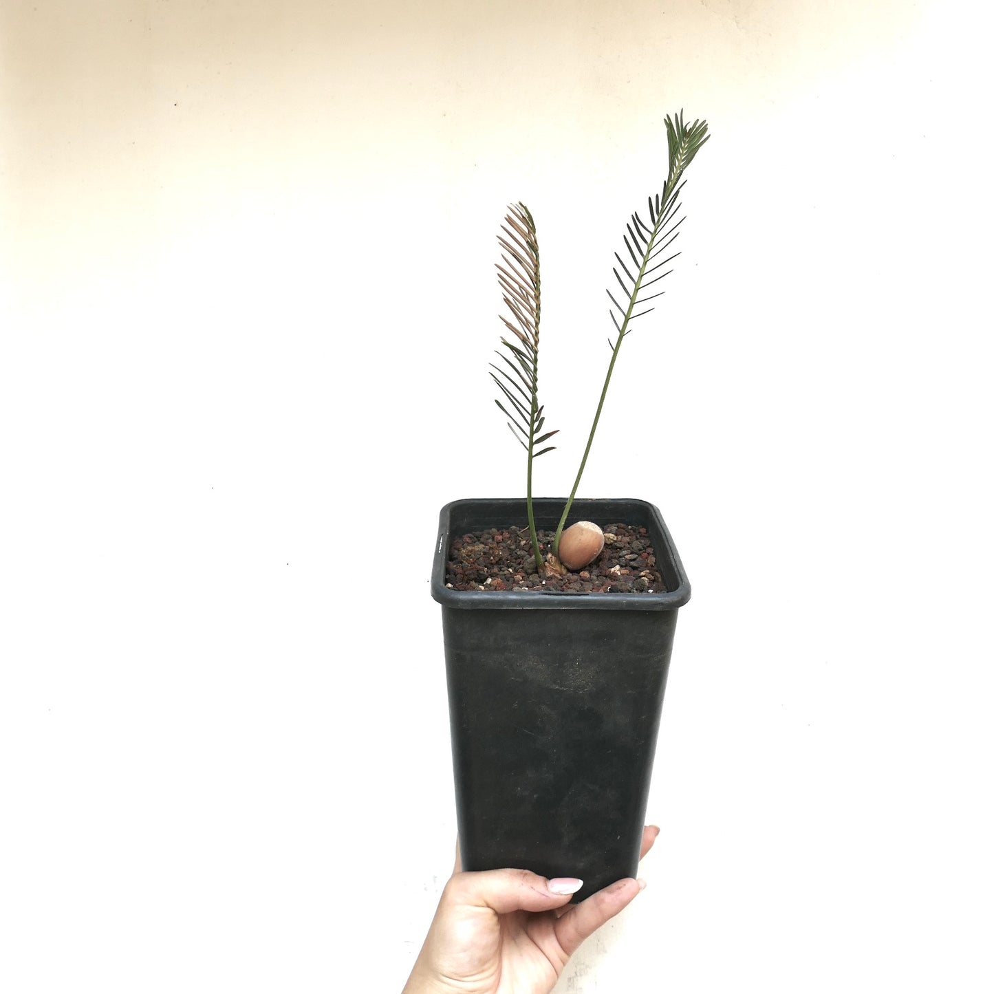 Encephalartos ghellinckii young cycad seedling with slender green leaflets in black pot