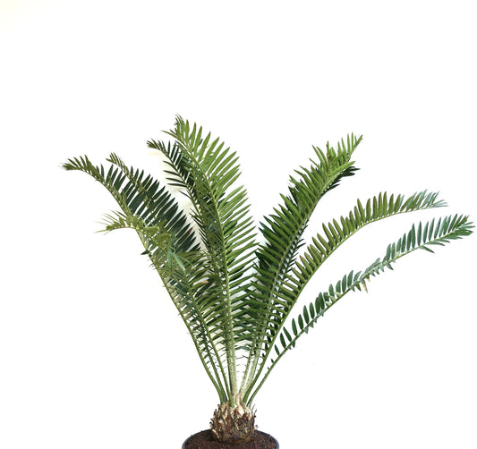 Encephalartos gratus rare caudex cycad with arching green fronds in pot