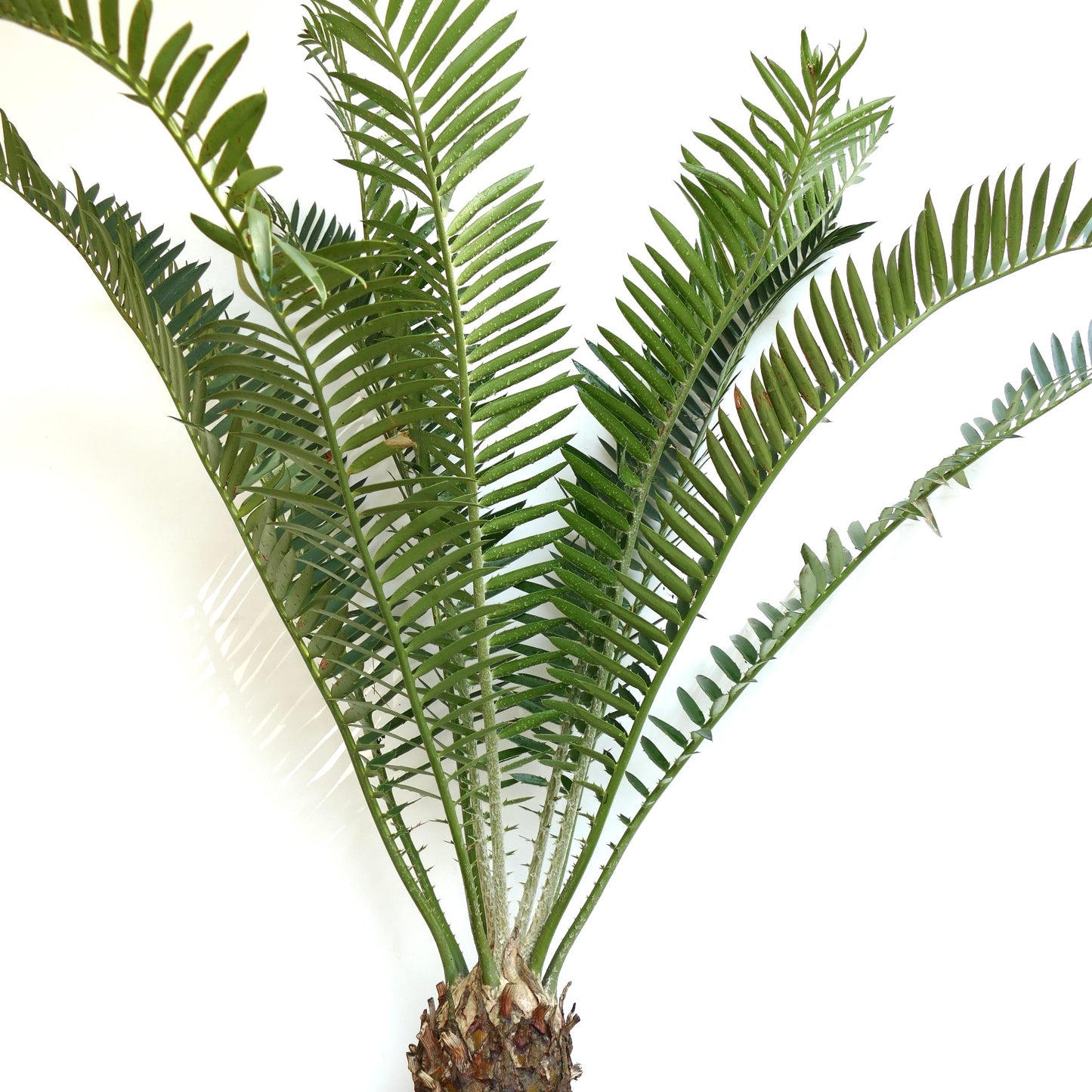 Encephalartos gratus 12x13cm CAUDEX