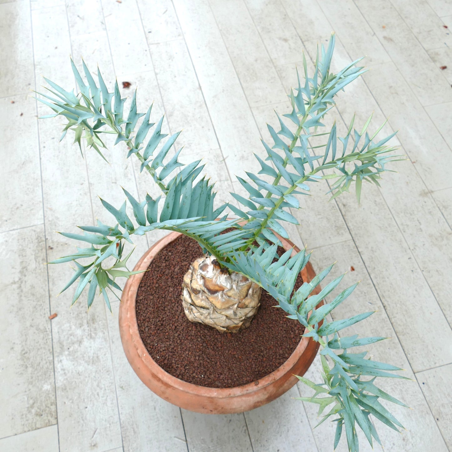Encephalartos horridus rare succulent with blue-green spiny leaves and textured caudex in pot