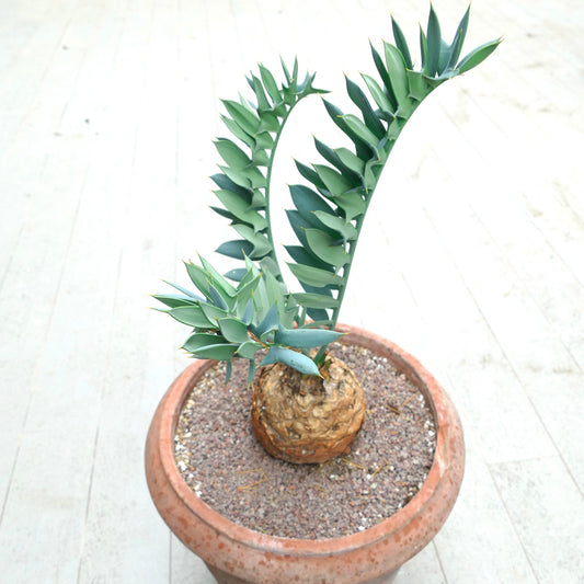 Encephalartos horridus rare caudex plant with spiny blue-green leaves in terracotta pot