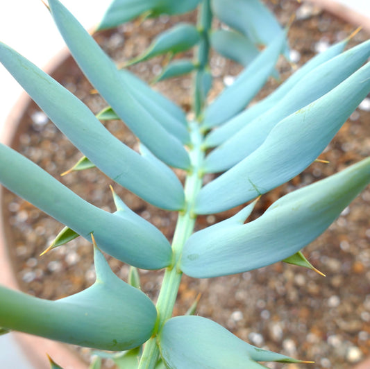 Encephalartos horridus rare blue-green succulent with sharp spines and thick textured leaves