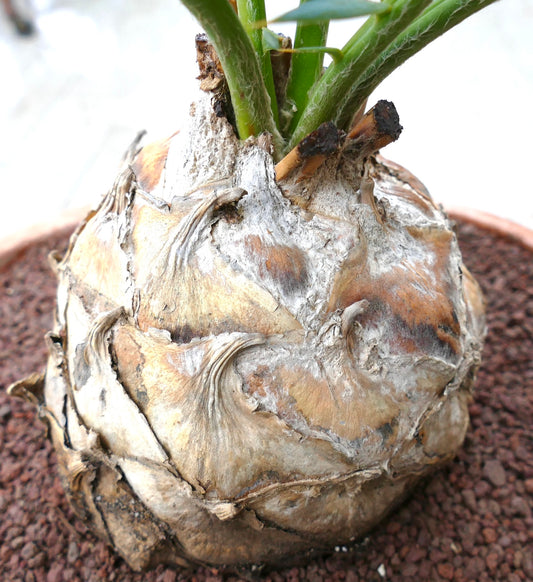 Encephalartos horridus caudex with textured woody surface and emerging green stems