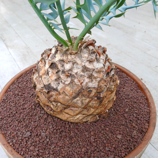 Encephalartos horridus rare caudex succulent with spiky blue-green leaves in pot