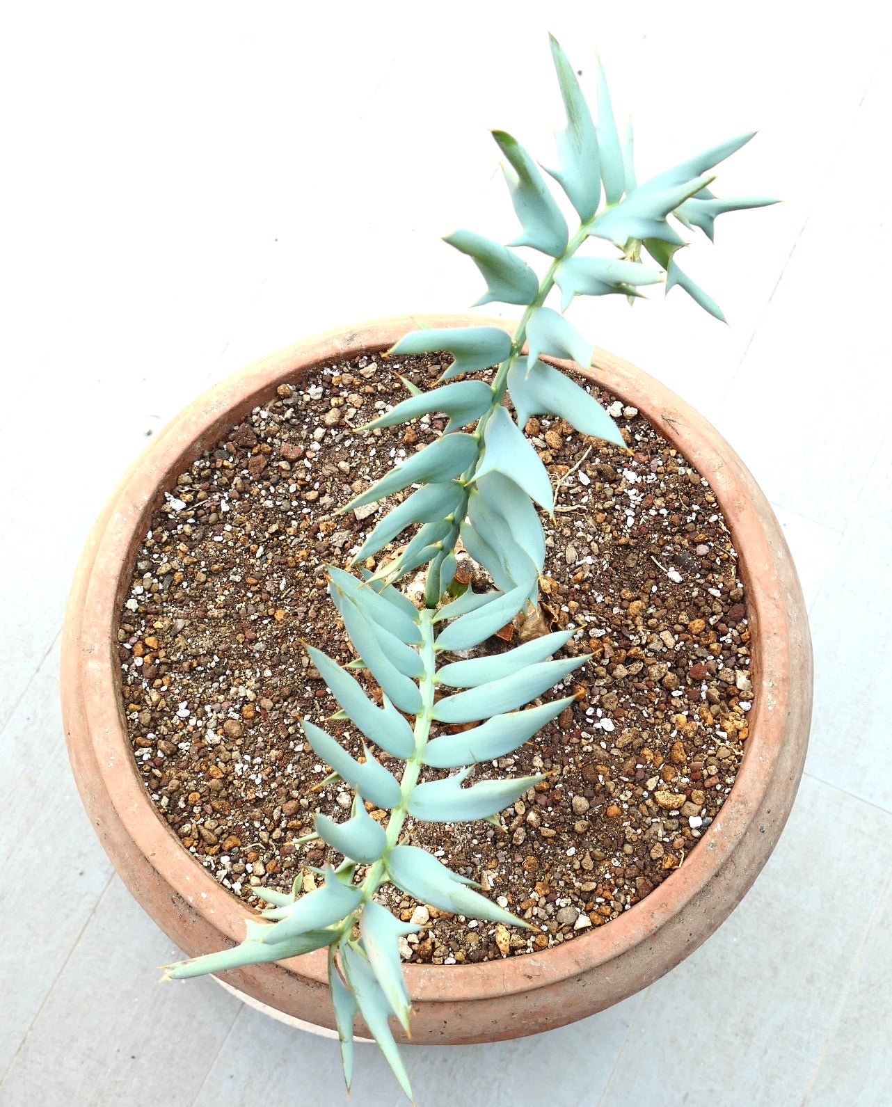 Encephalartos horridus succulent with blue-green spiny leaves in terracotta pot