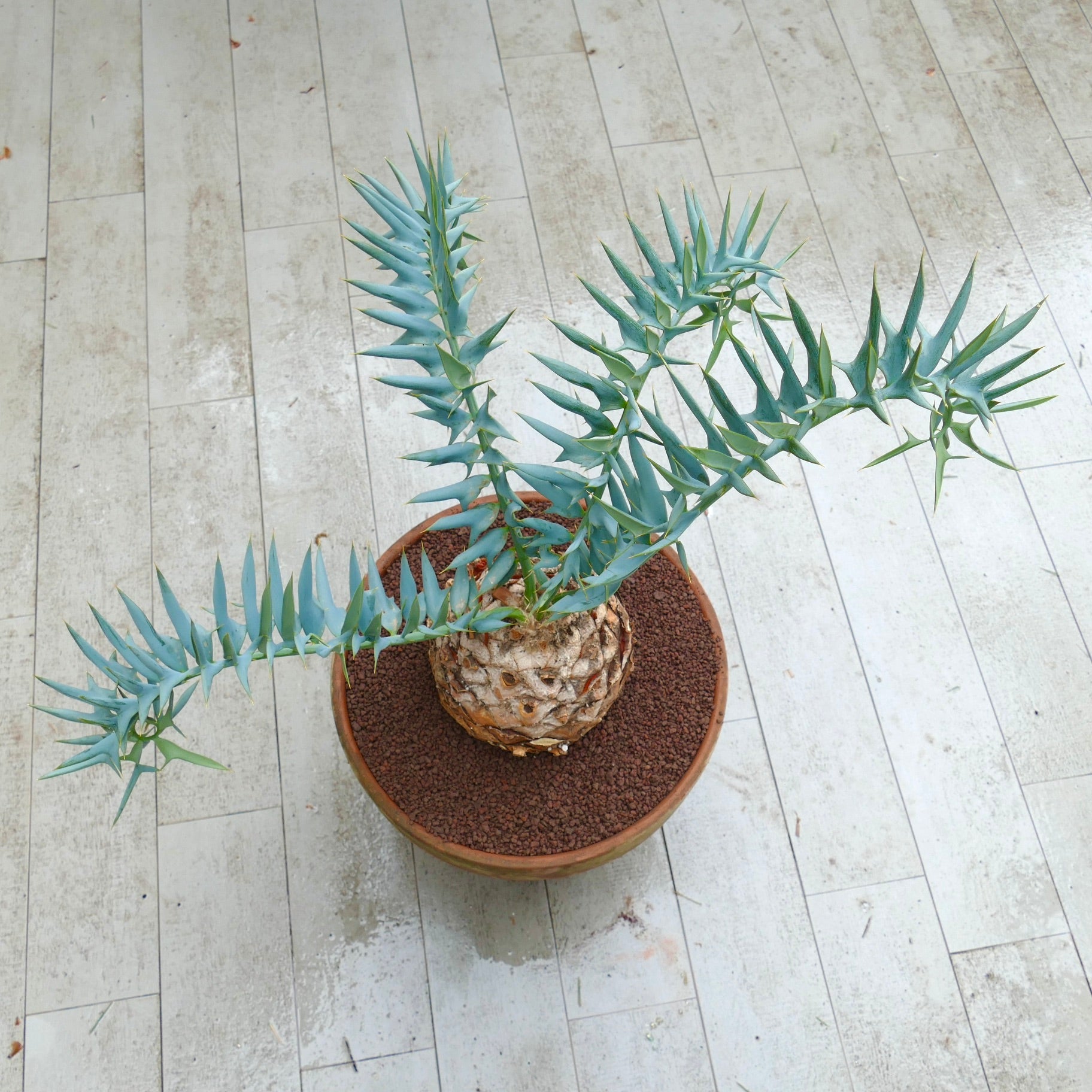 南ア産・発根済】エンセファラルトス・ホリダス ｜青白葉＆新葉ありNo3