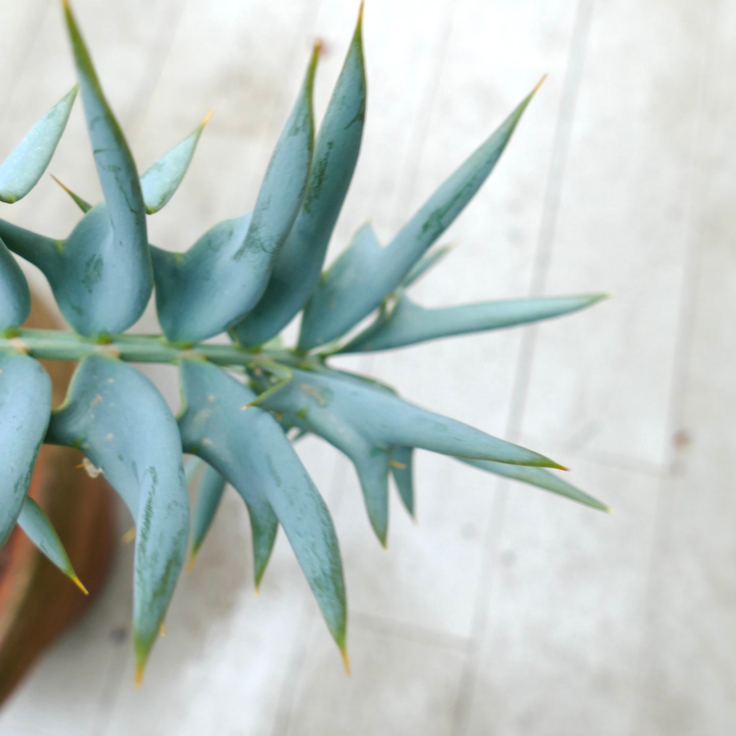 Encephalartos horridus succulent con foglie spinose affilate di colore blu-grigio e superficie testurizzata