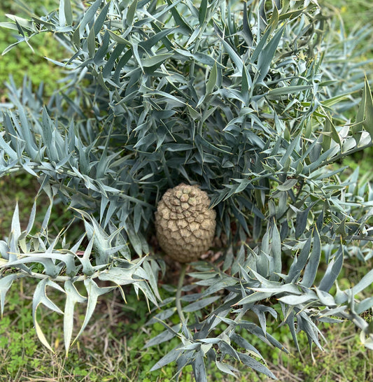 Encephalartos horridus with blue leaves and cone in the cenetr