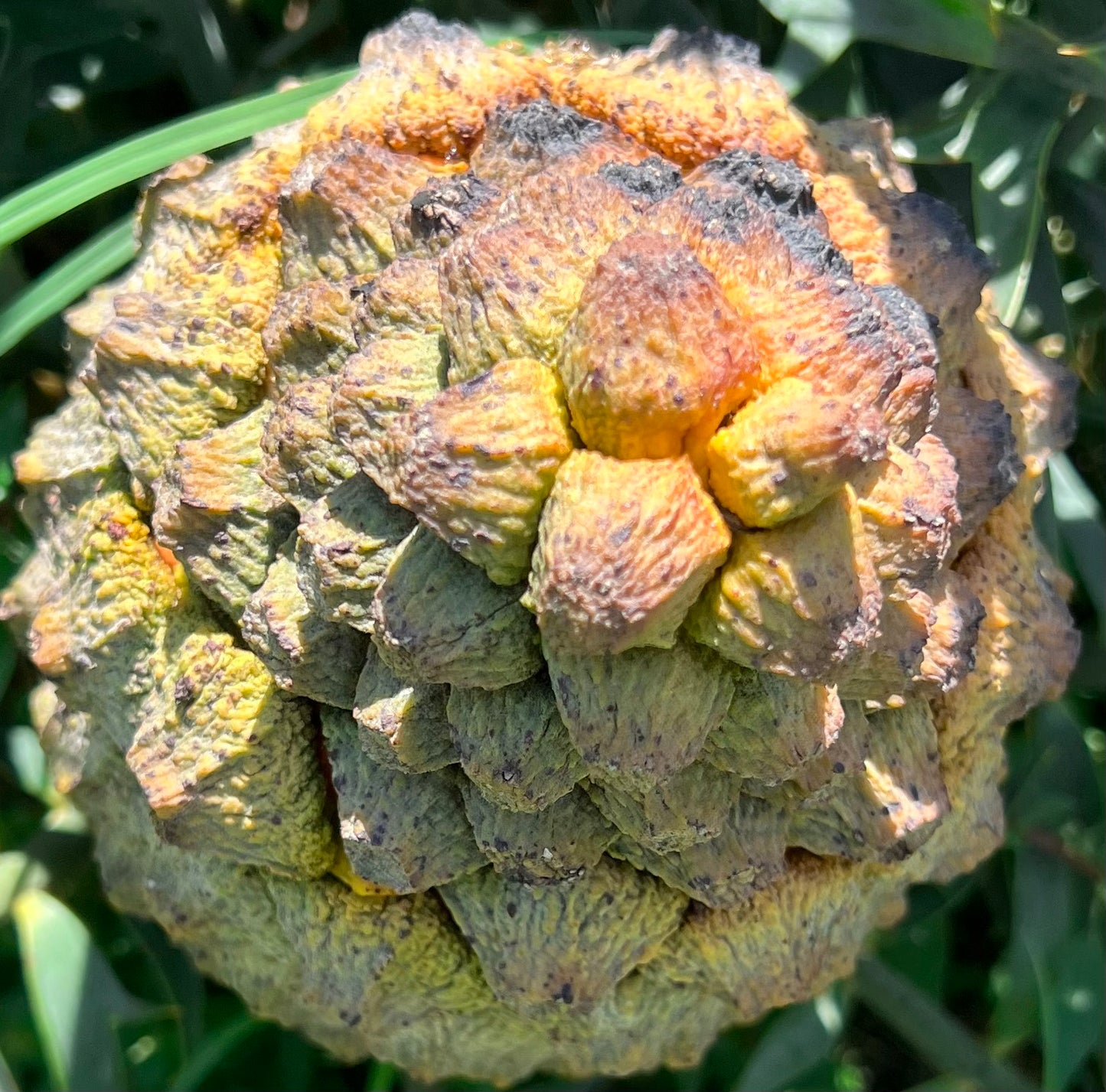 Encephalartos horridus female yellow cone pictured from the top