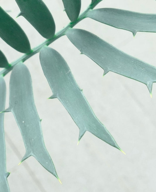 Encephalartos horridus X arenarius rare cycad with bluish-green spiny leaves