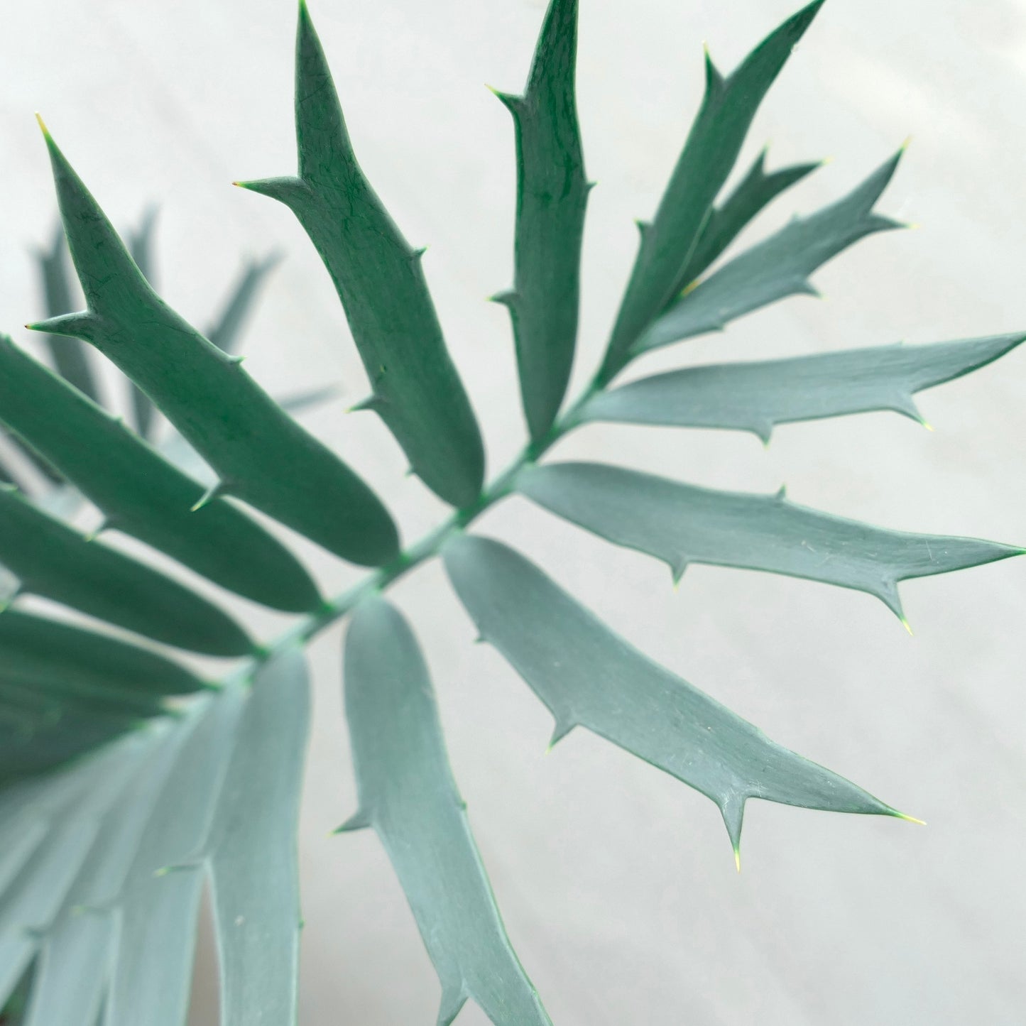 Encephalartos horridus X arenarius seltene blau-grüne Cycade mit scharfen, dornigen Blättchen Nahaufnahme