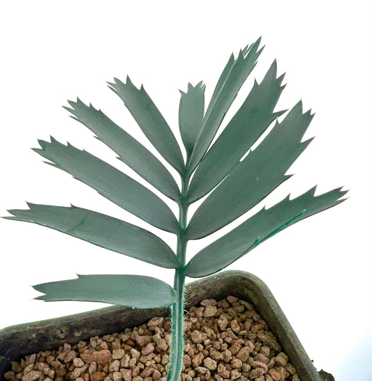Encephalartos horridus seedling with spiny, dark green, textured leaves in potting mix