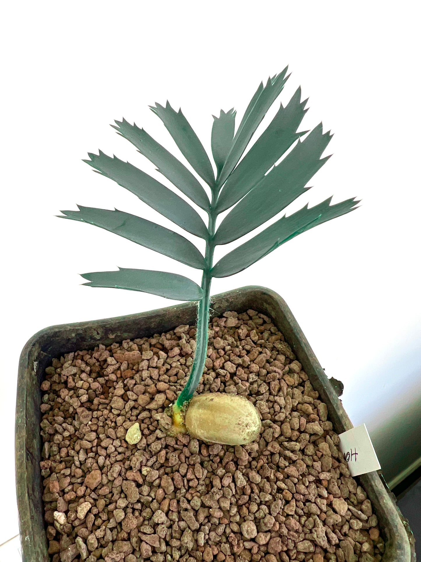 Plántula rara de Encephalartos horridus con hojas puntiagudas azul verdosas y caudex hinchado en maceta
