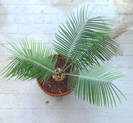 Encephalartos inopinus rare cycad with long green pinnate leaves and caudex base