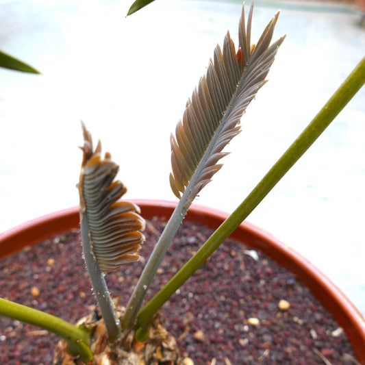 Encephalartos inopinus rare caudex cycad with young brownish-gray pinnate leaves and water droplets