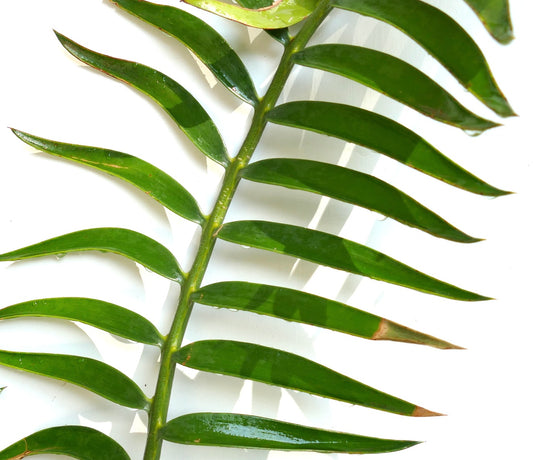 Encephalartos kisambo glossy green pinnate leaves with pointed tips and smooth texture