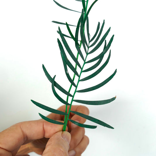 Encephalartos laevifolius delicate seedling with slender dark green pinnate leaves held by hand