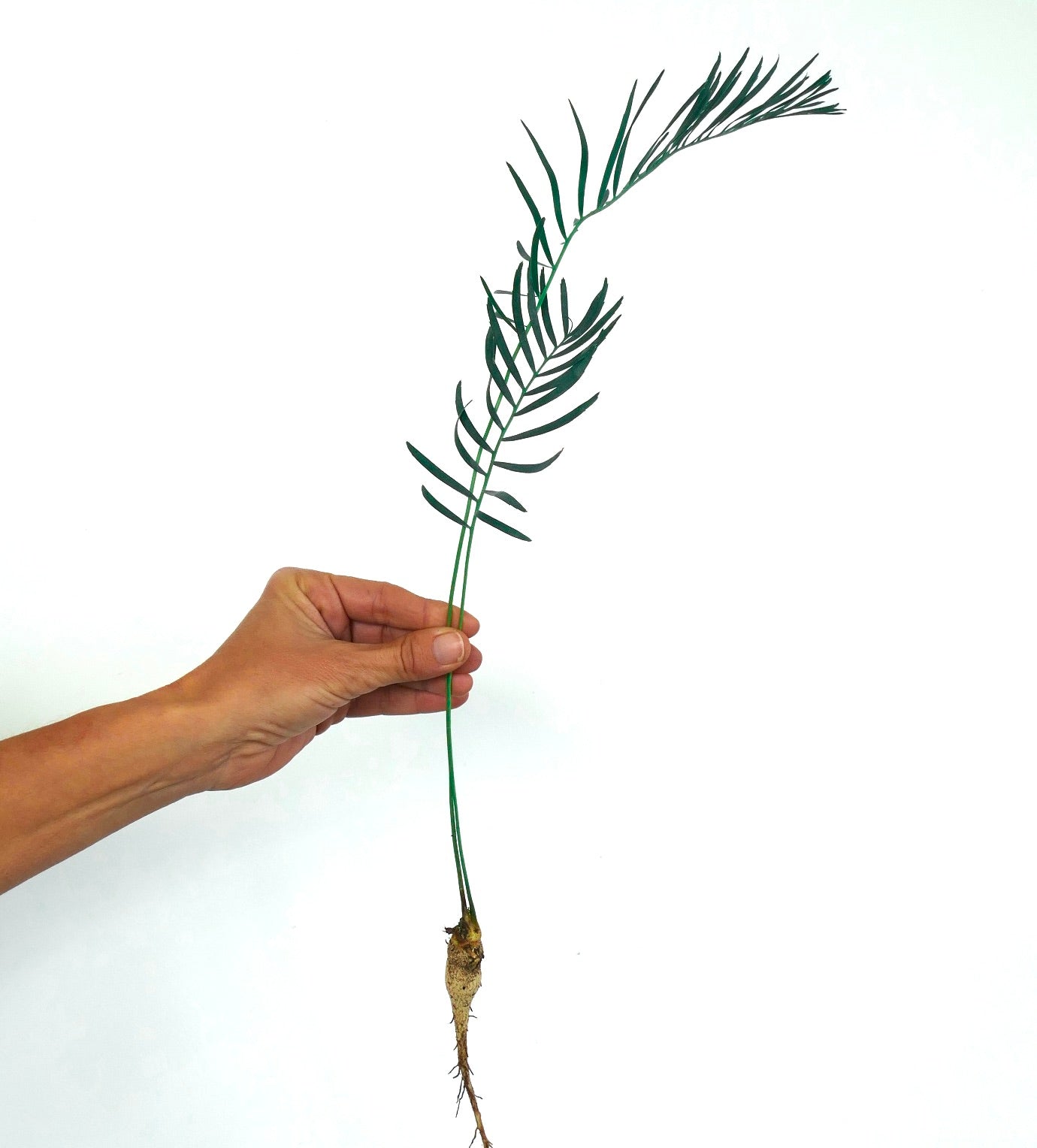 Encephalartos laevifolius giovane piantina con foglie verdi sottili e sistema radicale visibile