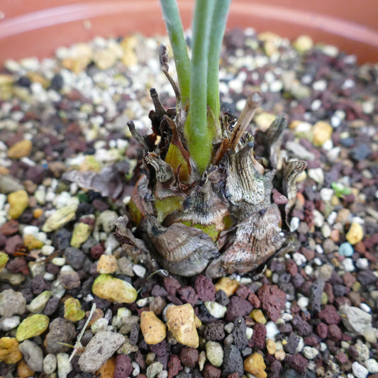 Encephalartos lanatus small young cycad with thick green stems and dry brown leaf bases in rocky soil