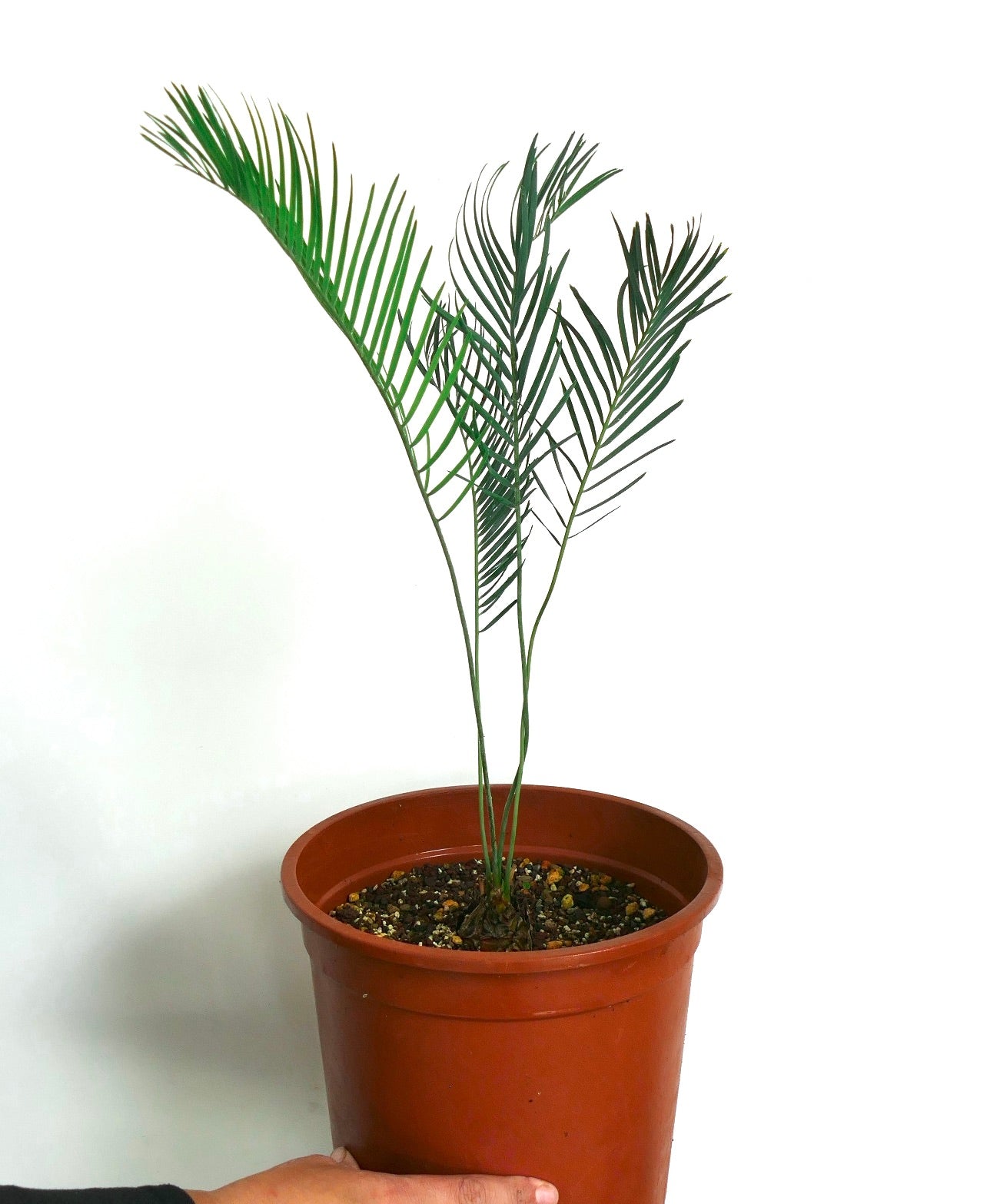 Encephalartos lanatus young rare cycad with slender green fronds in brown pot