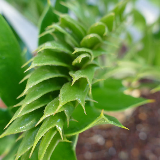 Encephalartos latifrons close-up of green spiky textured leaves with sharp tips