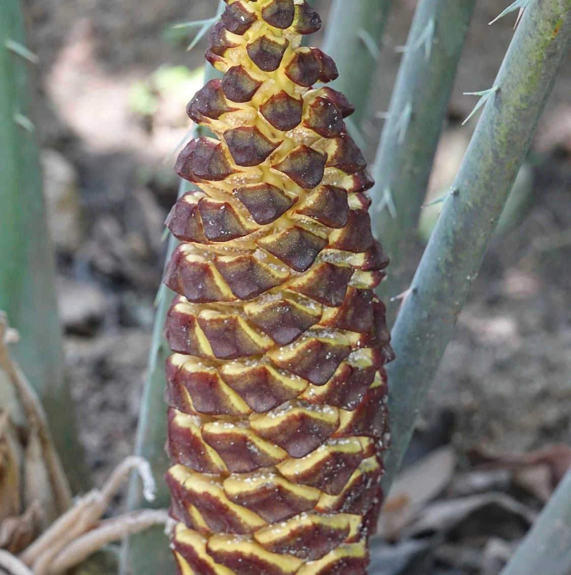 Encephalartos laurentianus close-up of rare cone with textured brown and yellow scales