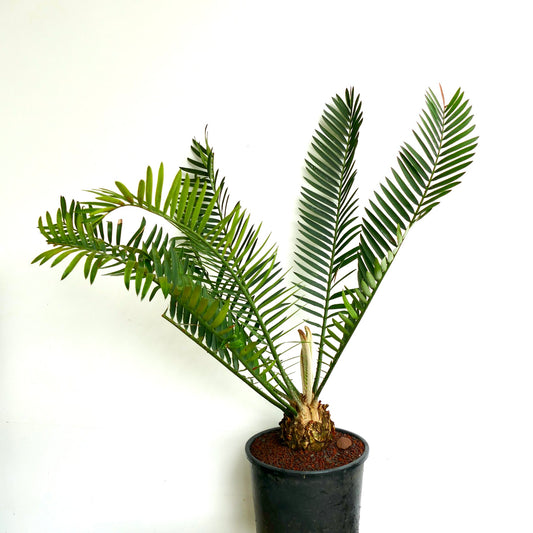 Encephalartos lebomboensis