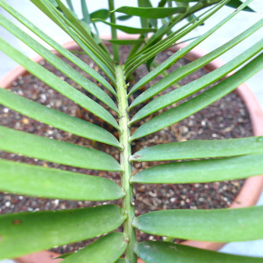 Encephalartos lebomboensis X longifolius rare cycad with elongated green leaflets and sturdy caudex