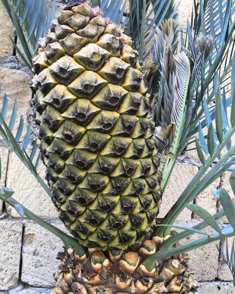 Encephalartos lehmannii large rare cone with blue-green stiff leaves and textured trunk
