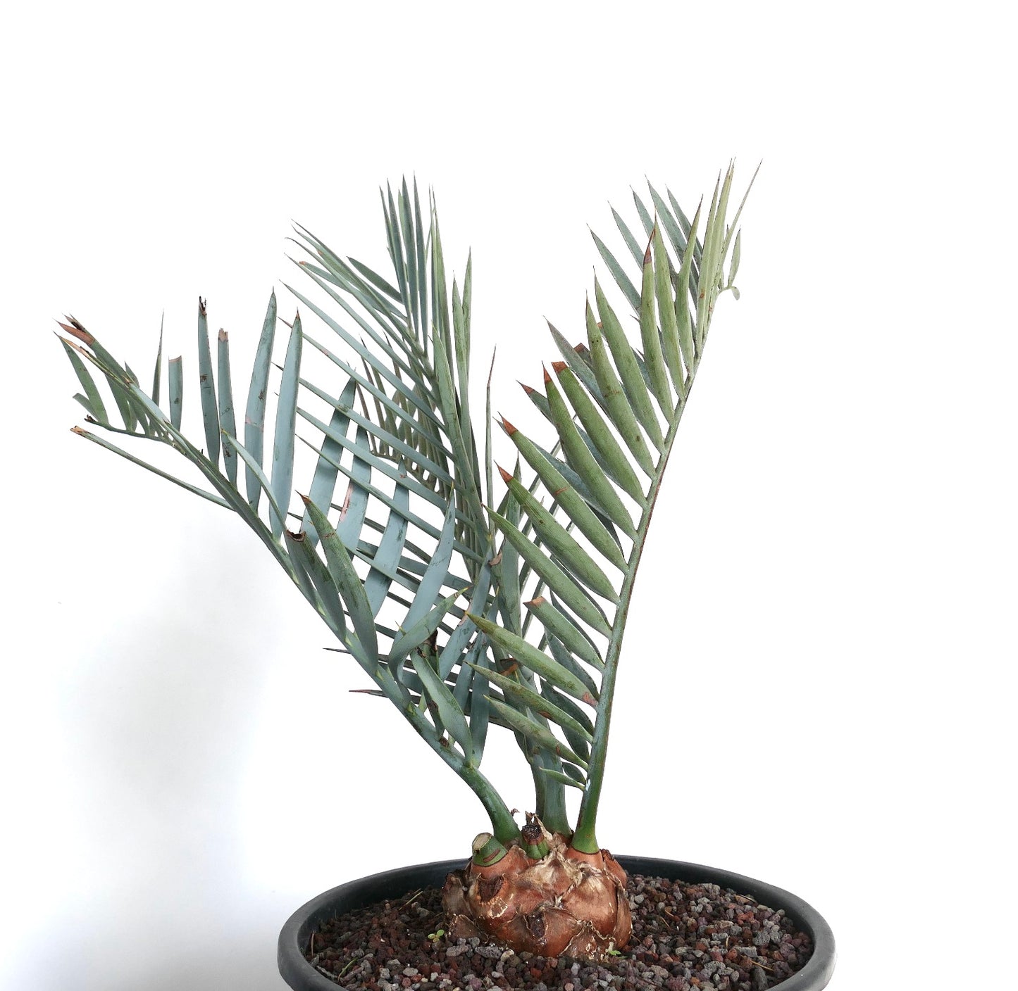 エンセファラルトス・レーマンニー珍しいコーデックスソテツ、青緑色で硬い羽状の葉が特徴の鉢植え