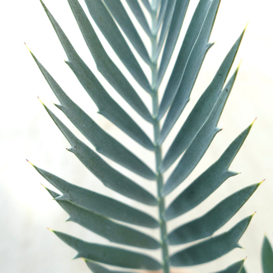 Encephalartos lehmannii close-up of blue-green stiff leaves with sharp spines and textured surface