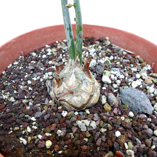 Encephalartos longifolius rare caudex plant with thick green stems in rocky soil