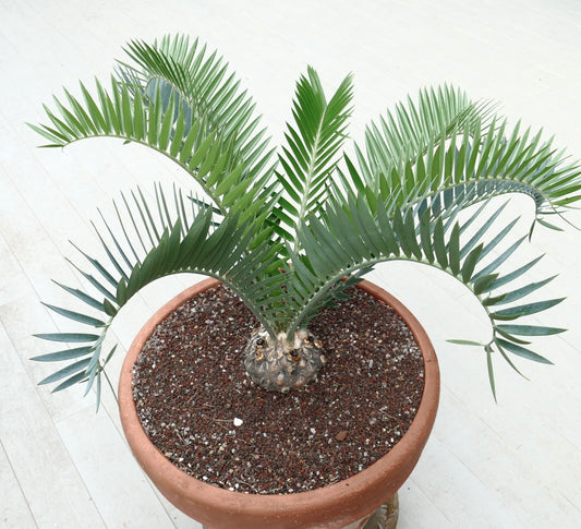 Encephalartos longifolius rare caudex cycad with arching blue-green stiff leaves in terracotta pot