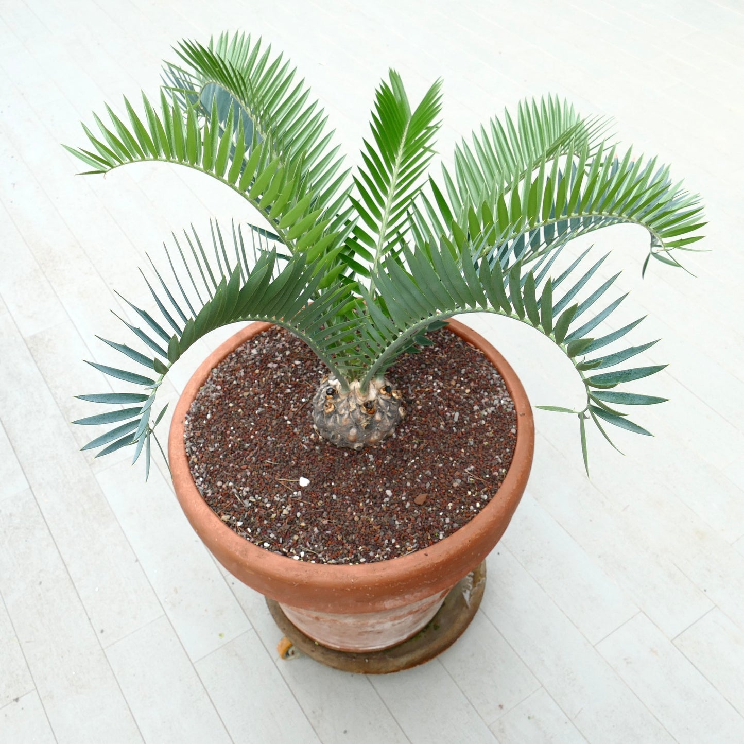 Encephalartos longifolius rare caudex cycad with arching blue-green pinnate leaves in terracotta pot