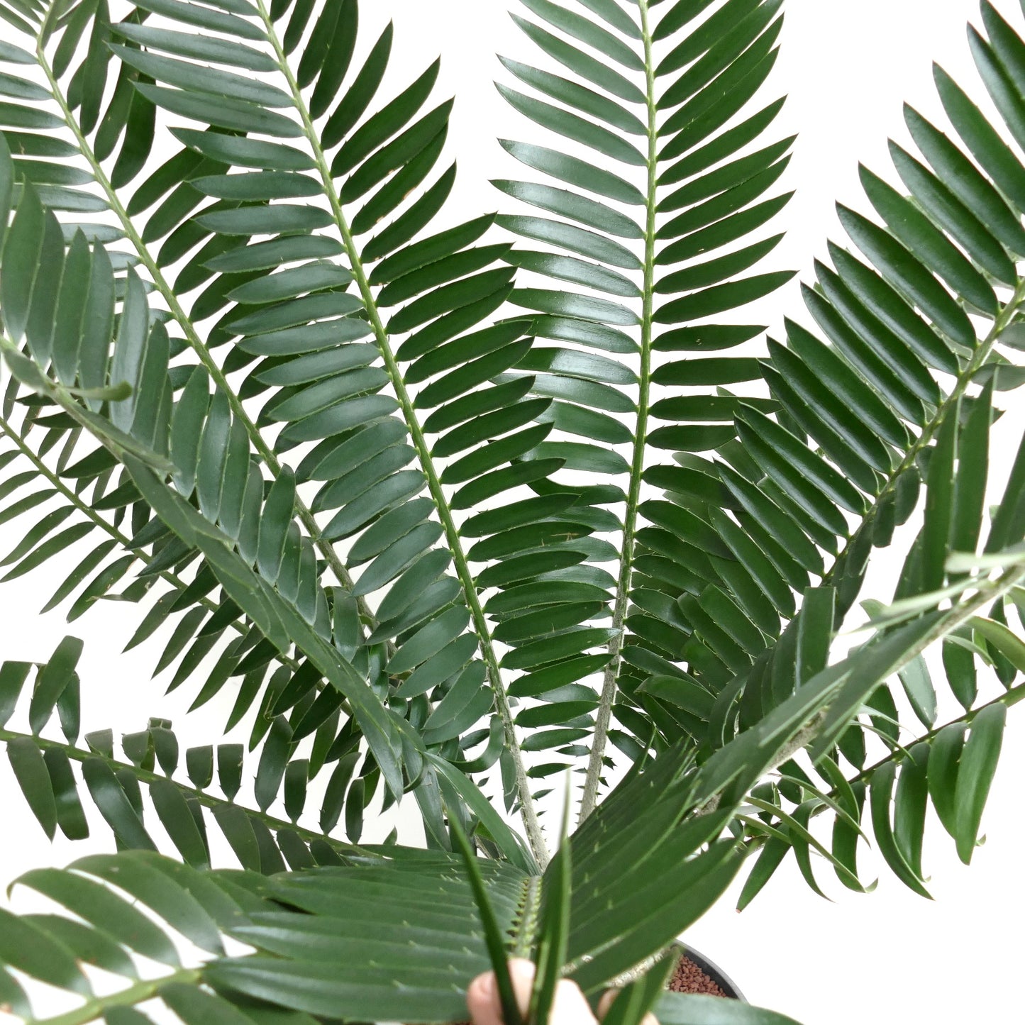 Encephalartos manikensis 16x11cm CAUDEX