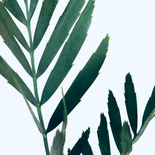 Encephalartos middelburgensis rare cycad with elongated dark green spiny leaflets