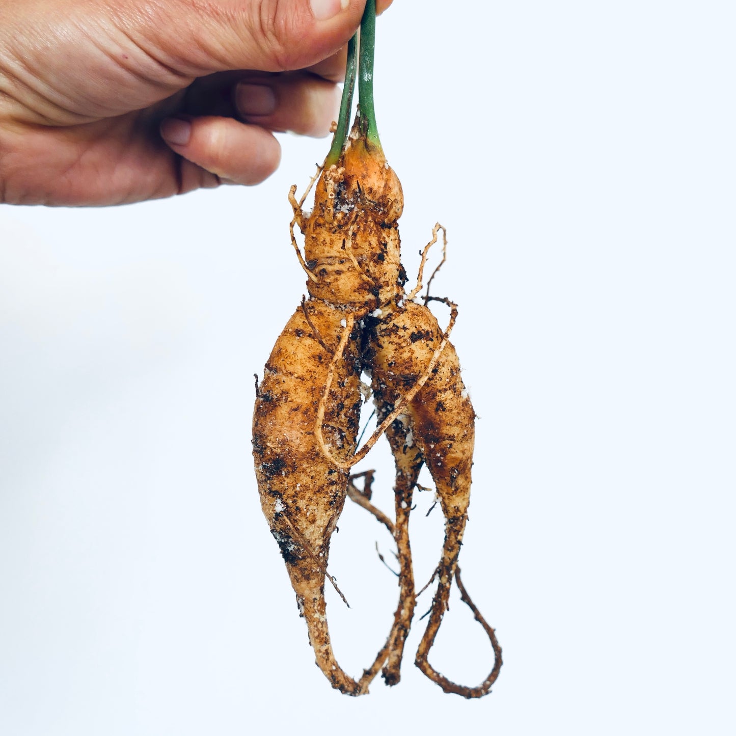 Encephalartos middelburgensis fresh tuberous roots with soil held by hand