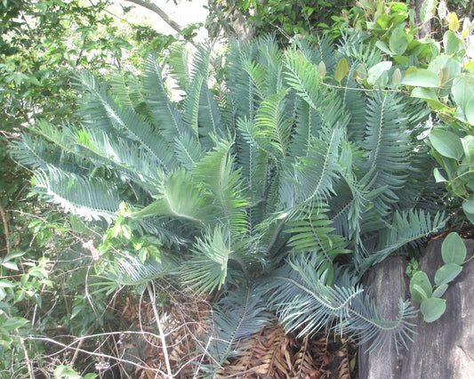 Encephalartos munchii rare cycad with blue-green stiff pinnate leaves and spiny leaflets