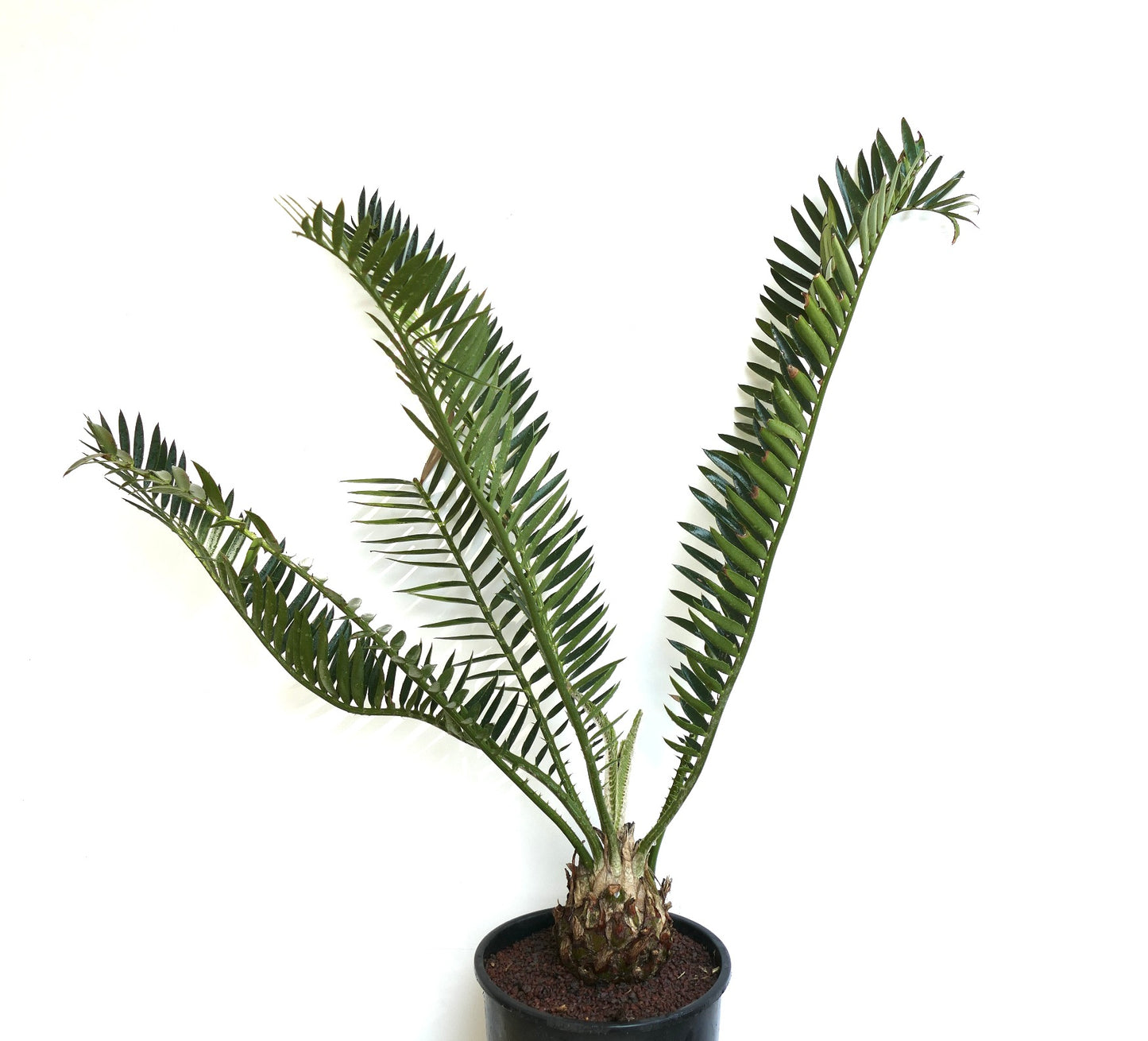 Encephalartos natalensis x lebomboensis rare caudex cycad with long green fronds in black pot