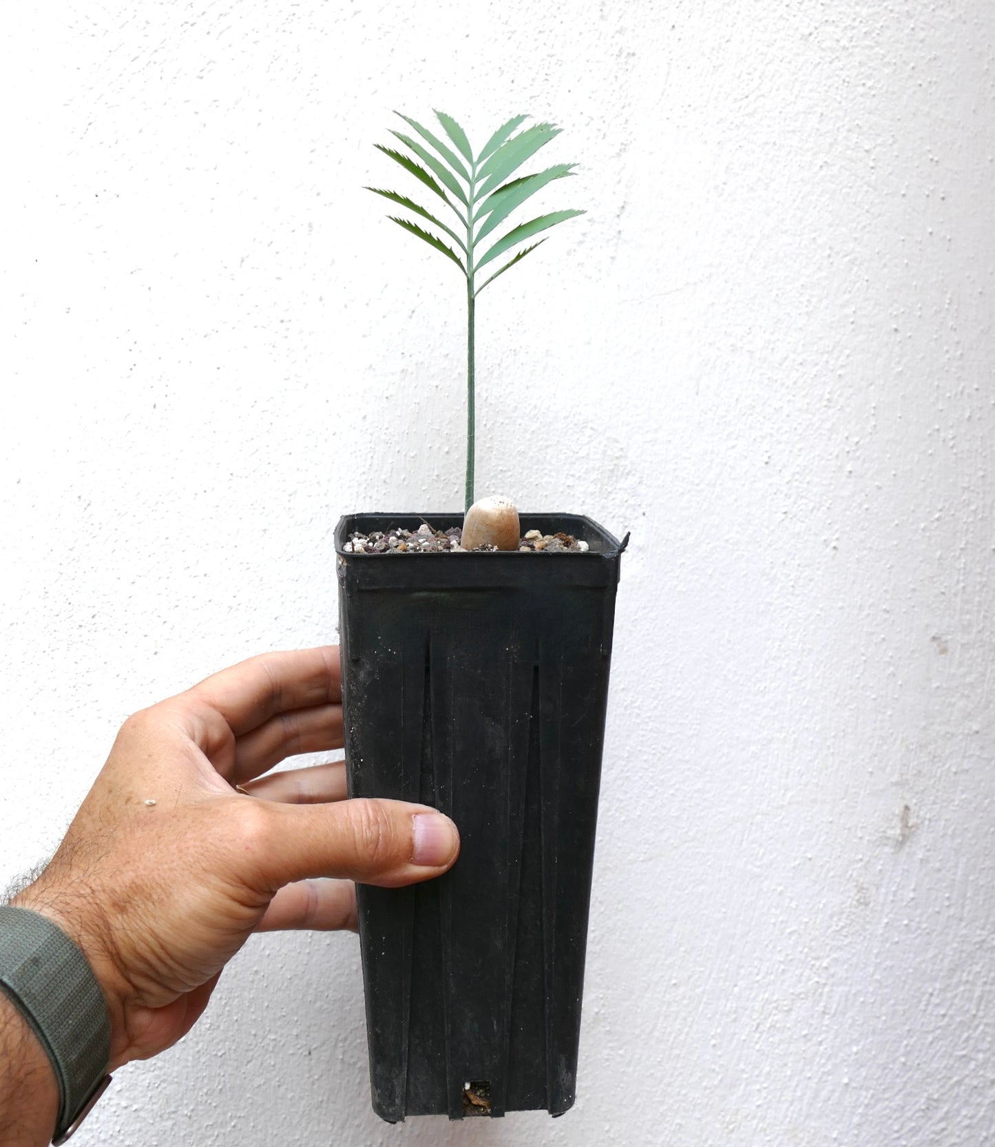 Encephalartos nubimontanus var. nubimontanus giovane cicade con foglie verdi sottili in vaso nero da vivaio