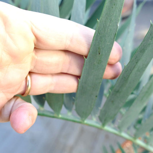 Encephalartos nubimontanus var. robusta close-up of thick, dark green, spiny cycads leaves with textured surface