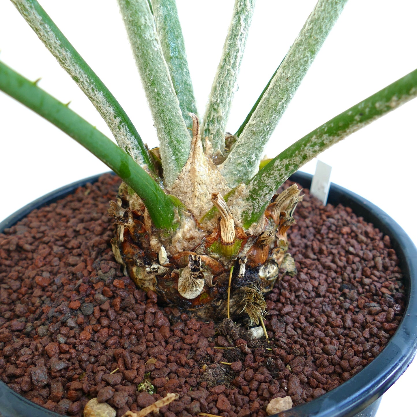 Encephalartos sclavoi caudex with thick green stems in black pot with volcanic soil