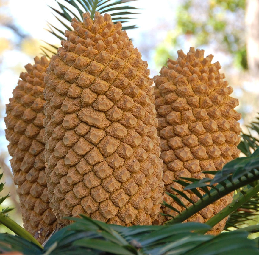Encephalartos transvenosus large textured cones with green pinnate leaves background