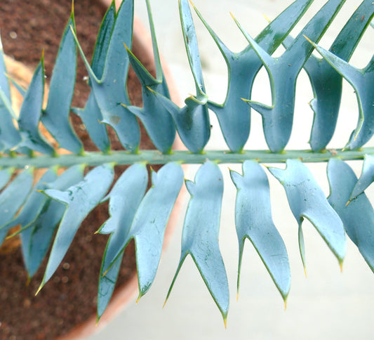 Encephalartos trispinosus rare cycad with blue-green spiny leaflets and sharp tips