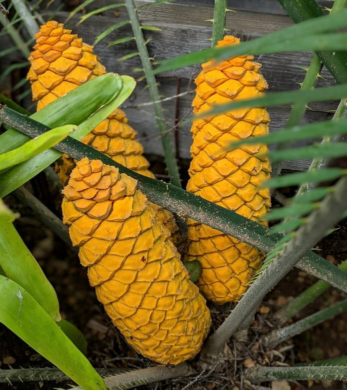 Encephalartos villosus bright orange textured cones with green spiny stems and foliage